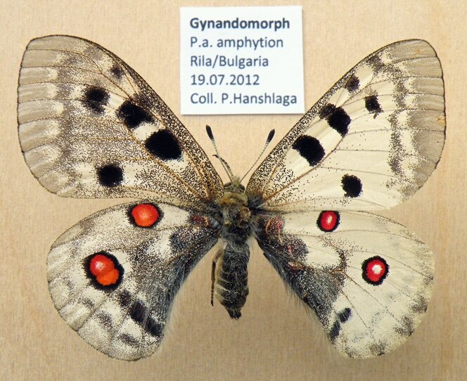 Parnassius apollo amphytion gynandromorph (Internet Image property of respective owner, non-commercial use only)